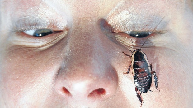 Warm weather turns Blenheim into 'cockroach central'